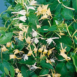 Lonicera japonica 'Halliana'