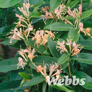 Lonicera japonica 'Henryii'
