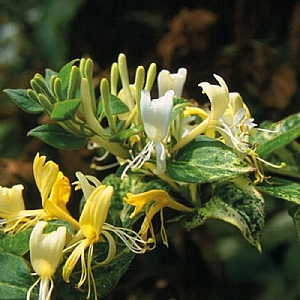 Lonicera japonica 'Horwood Gem'