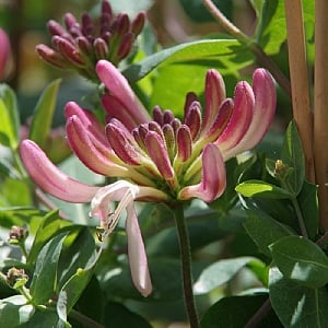 Lonicera periclymenum 'Rhubarb & Custard'