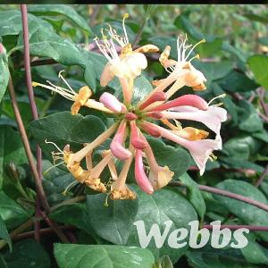 Lonicera periclymenum 'Serotina'