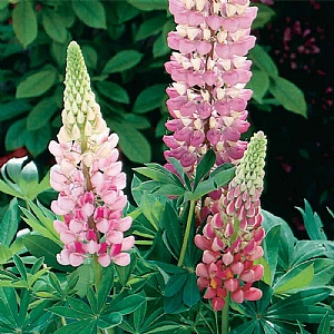 Lupin 'Gallery Pink'