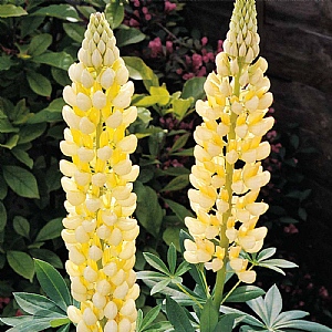 Lupin 'Gallery Yellow'