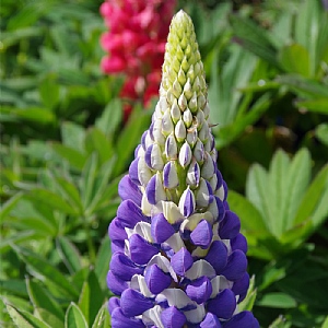 Lupin 'King Canute'
