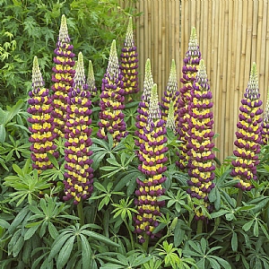 Lupin 'Manhattan Lights'