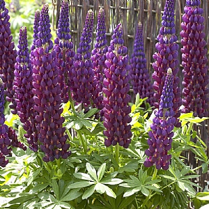 Lupin 'Masterpiece'