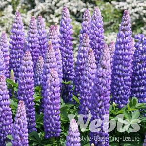 Lupinus 'Persian Slipper'