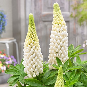 Lupinus 'Polar Princess'