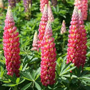Lupin 'Tequila Flame'