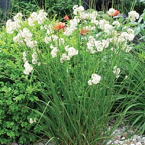 Luzula nivea 'Lucius'