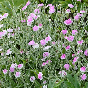 Lychnis coronaria 'Angel's Blush'