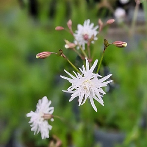 Lychnis flos-cuculi 'Petit Henri'