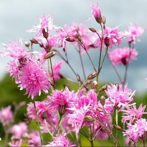 Lychnis 'Petite Jenny'