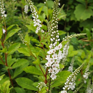 Lysimachia 'Candela'