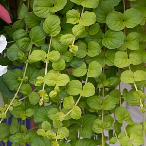 Lysimachia nummularia 'Aurea'