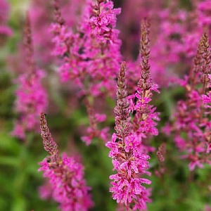 Lythrum 'Luminara Hot Pink'
