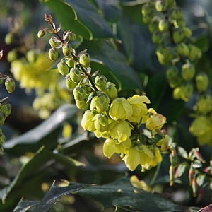 Mahonia japonica