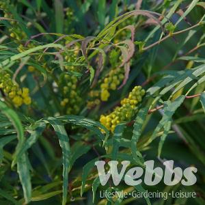 Mahonia eurybracteata 'Soft Caress'