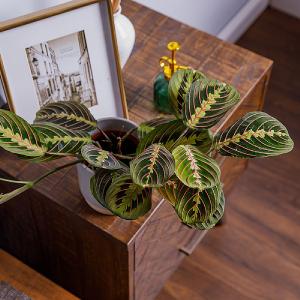 Maranta 'Fascinator' (Prayer Plant)