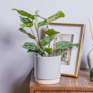 Maranta 'Kerchoveana' (Prayer Plant)