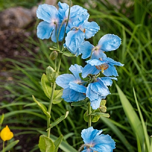 Meconopsis 'China Blue'