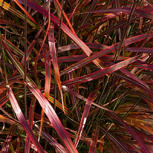 Miscanthus sinensis 'Lady in Red'