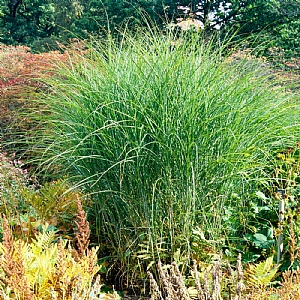 Miscanthus sinensis 'Gracillimus'