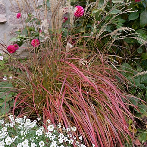 Miscanthus sinensis 'Little Miss'