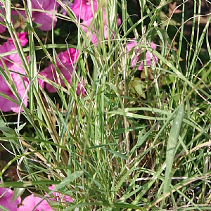Miscanthus sinensis 'Little Zebra'