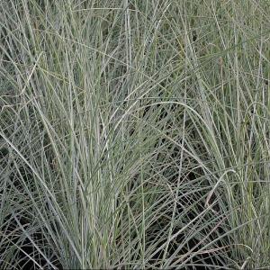 Miscanthus sinensis 'Morning Light'