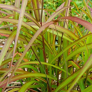 Miscanthus 'Navajo'
