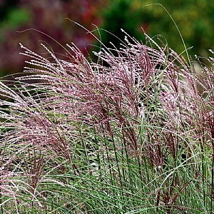 Miscanthus sinensis 'Red Chief'