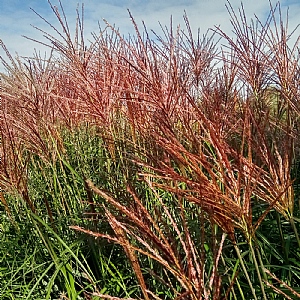 Miscanthus 'Red Zenith'