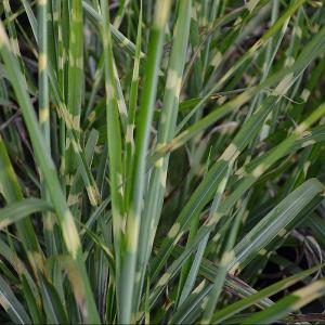 Miscanthus sinensis 'Strictus'