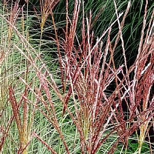 Miscanthus 'Sunlit Satin'