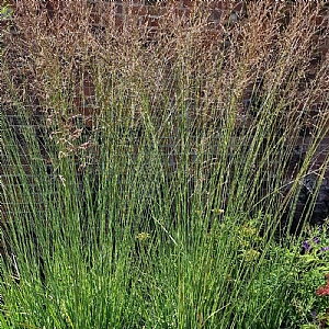 Molinia caerulea subsp. arundinacea 'Transparent'