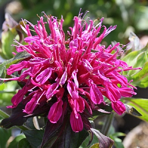 Monarda didyma 'Balmy Lilac'