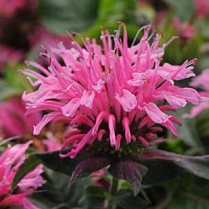 Monarda didyma 'Balmy Pink'