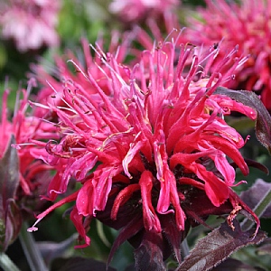 Monarda didyma 'Balmy Purple'