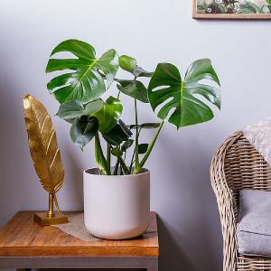 Swiss Cheese Plant (Monstera deliciosa)