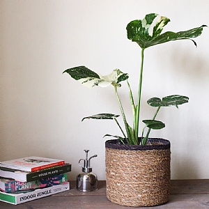 Monstera Deliciosa 'Thai Constellation'