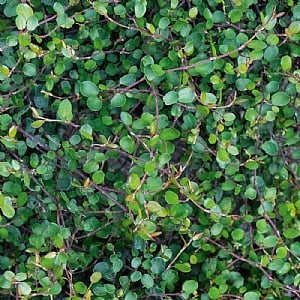 Muehlenbeckia complexa