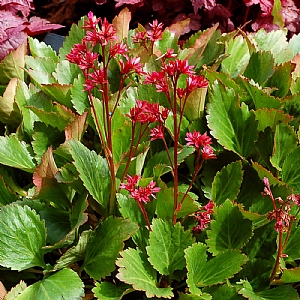 Mugkenia 'Nova Flame'