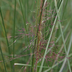 Muhlenbergia 'Pink Flamingo'