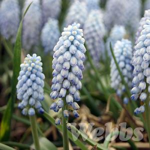 Muscari 'Baby's Breath'