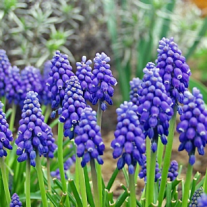 Muscari armeniacum