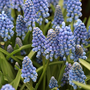 Muscari armeniacum