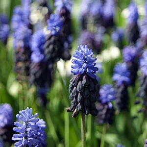 Muscari latifolium