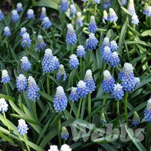 Muscari 'Mountain Lady'