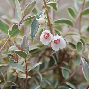 Myrtus ugni 'Flambeau'